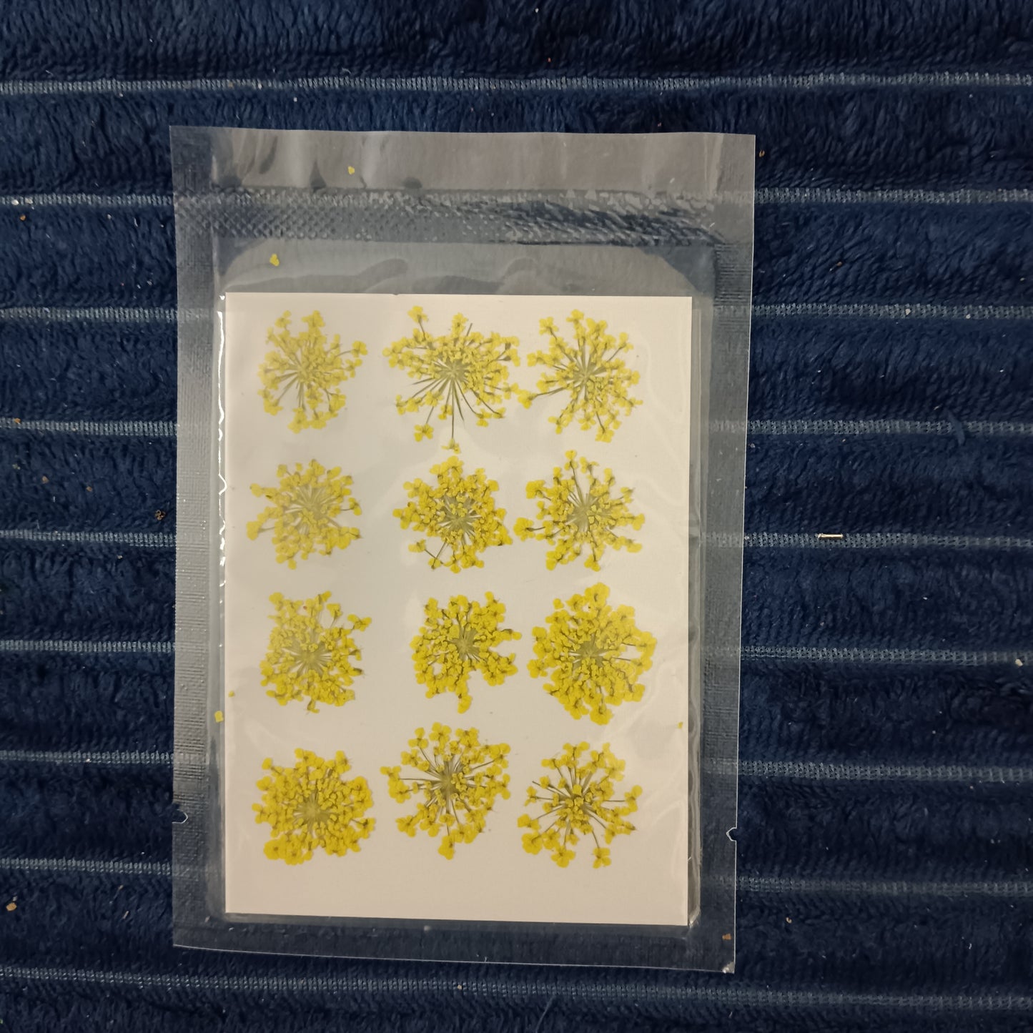 Yellow Anne lace