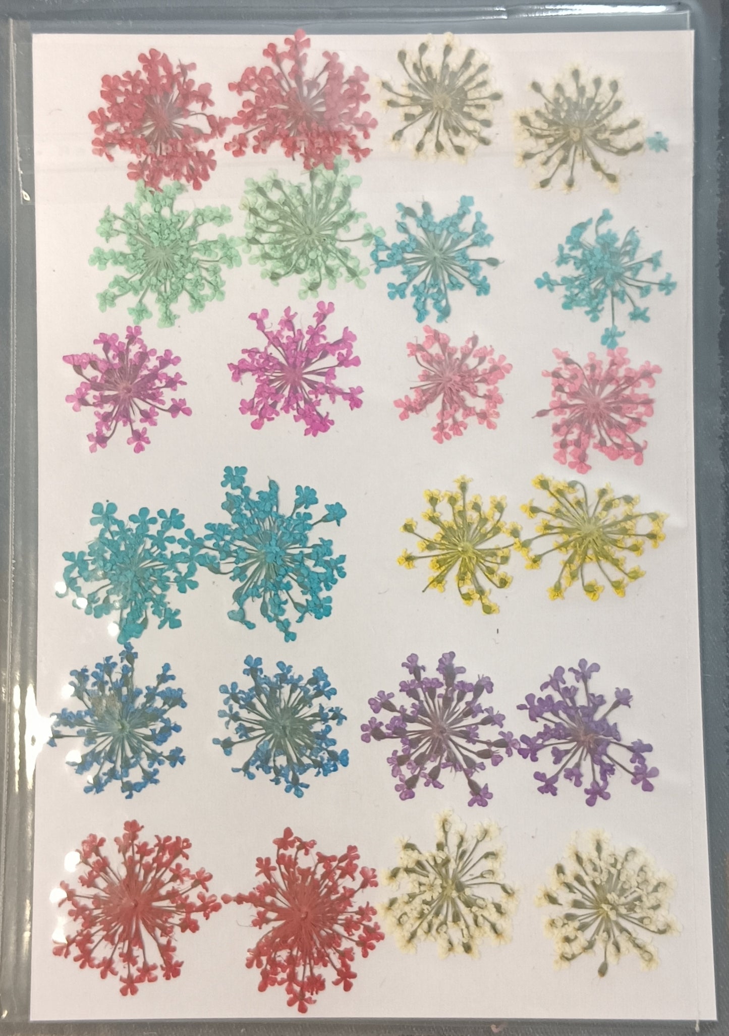 Anne Lace pack of 24