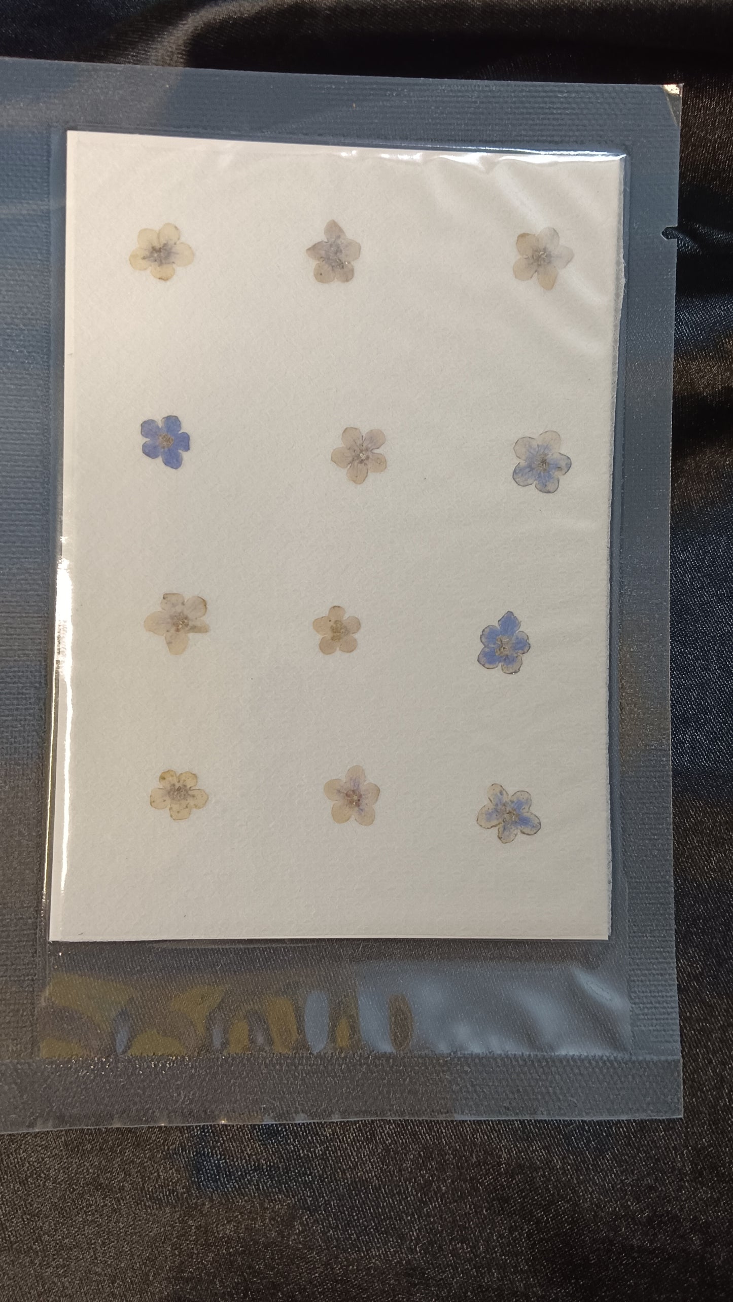 White forget me not