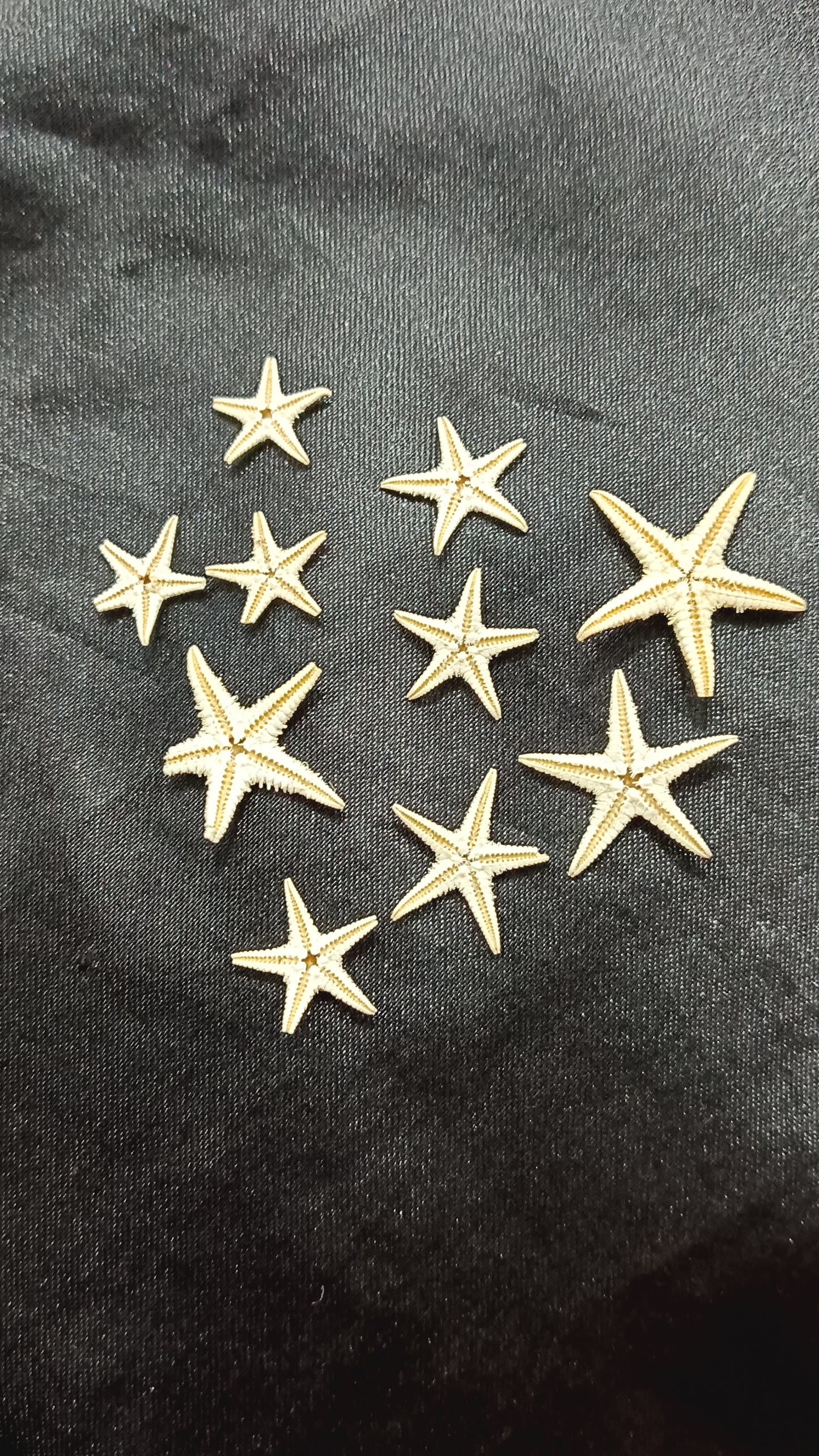 Starfish 10 pc