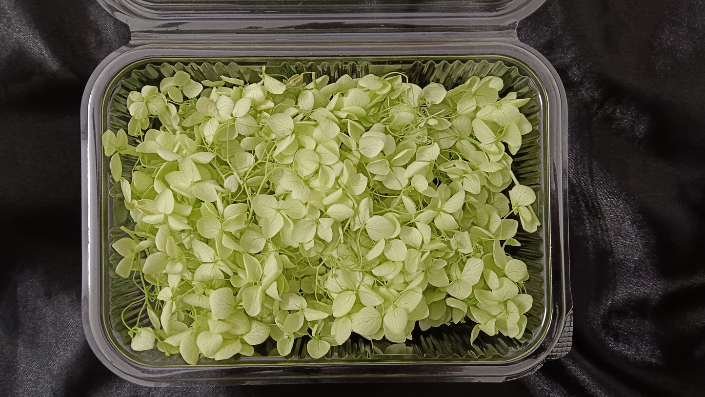 Mint green Hydrangeas box