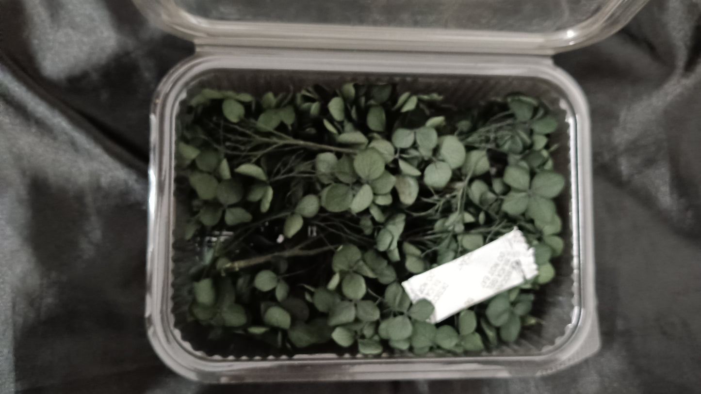 Deep Green Hydrangeas box