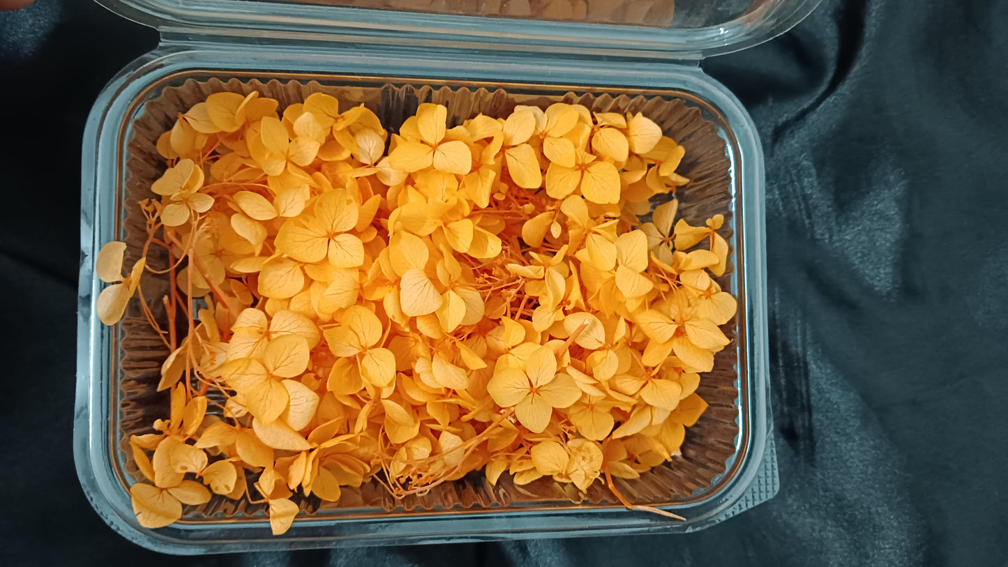 Orange Hydrangeas box