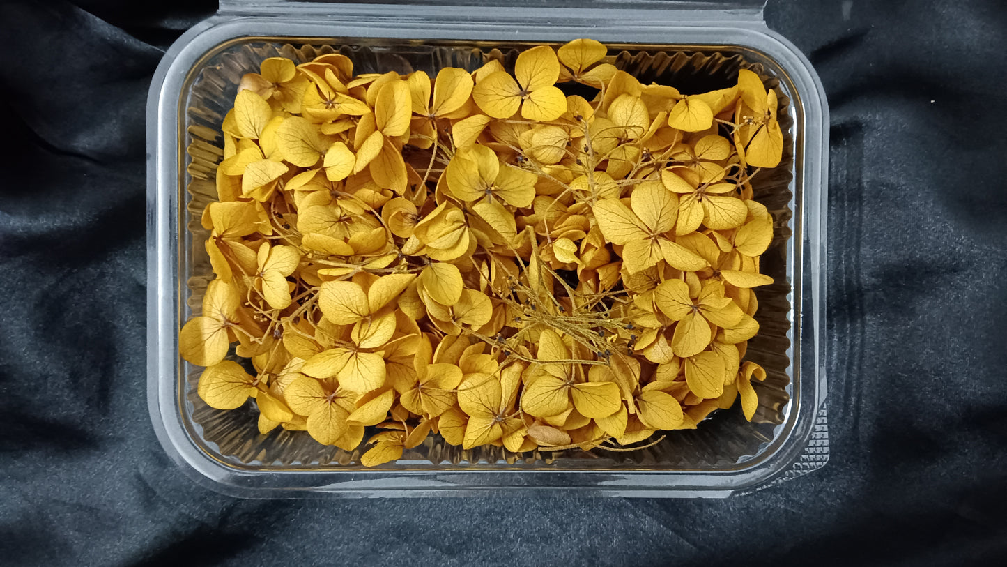Yellow Ochre Hydrangeas box