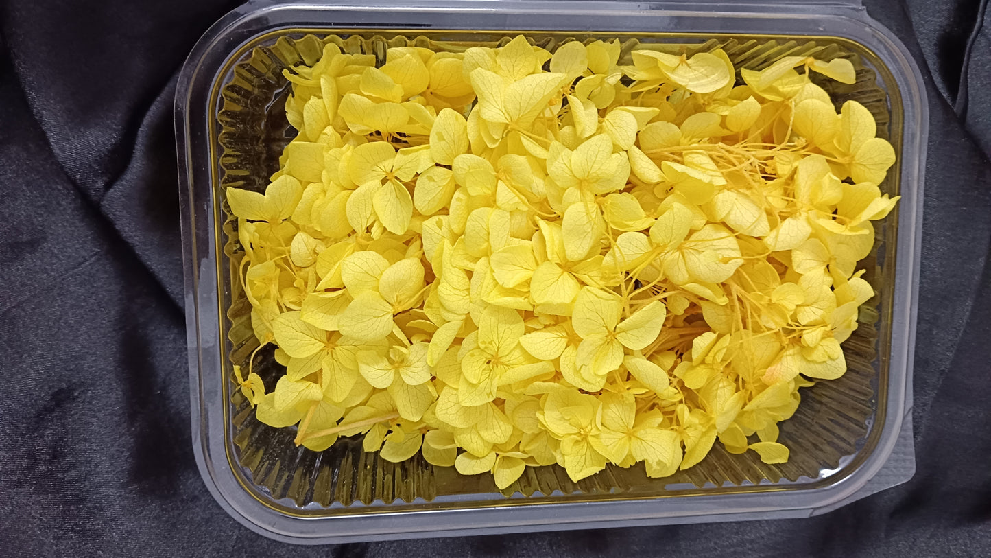 Bright Yellow Hydrangeas box