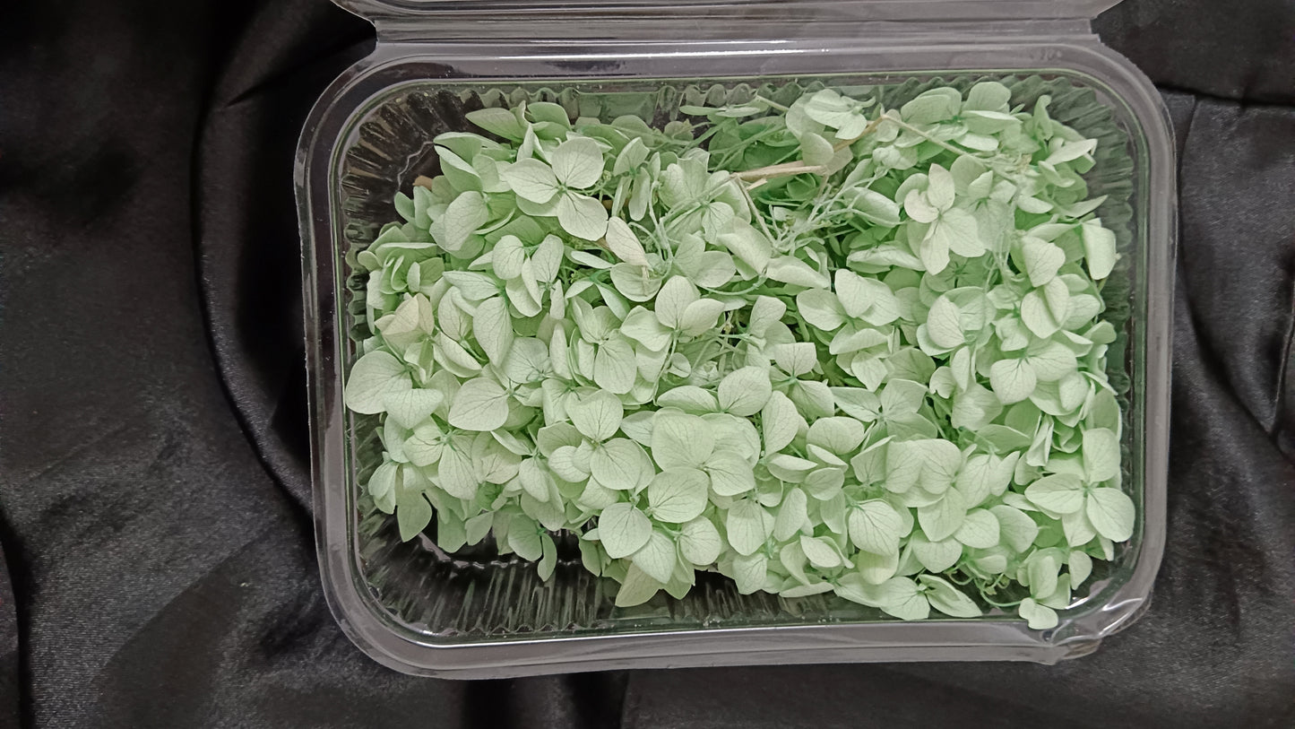 Light green Hydrangeas box