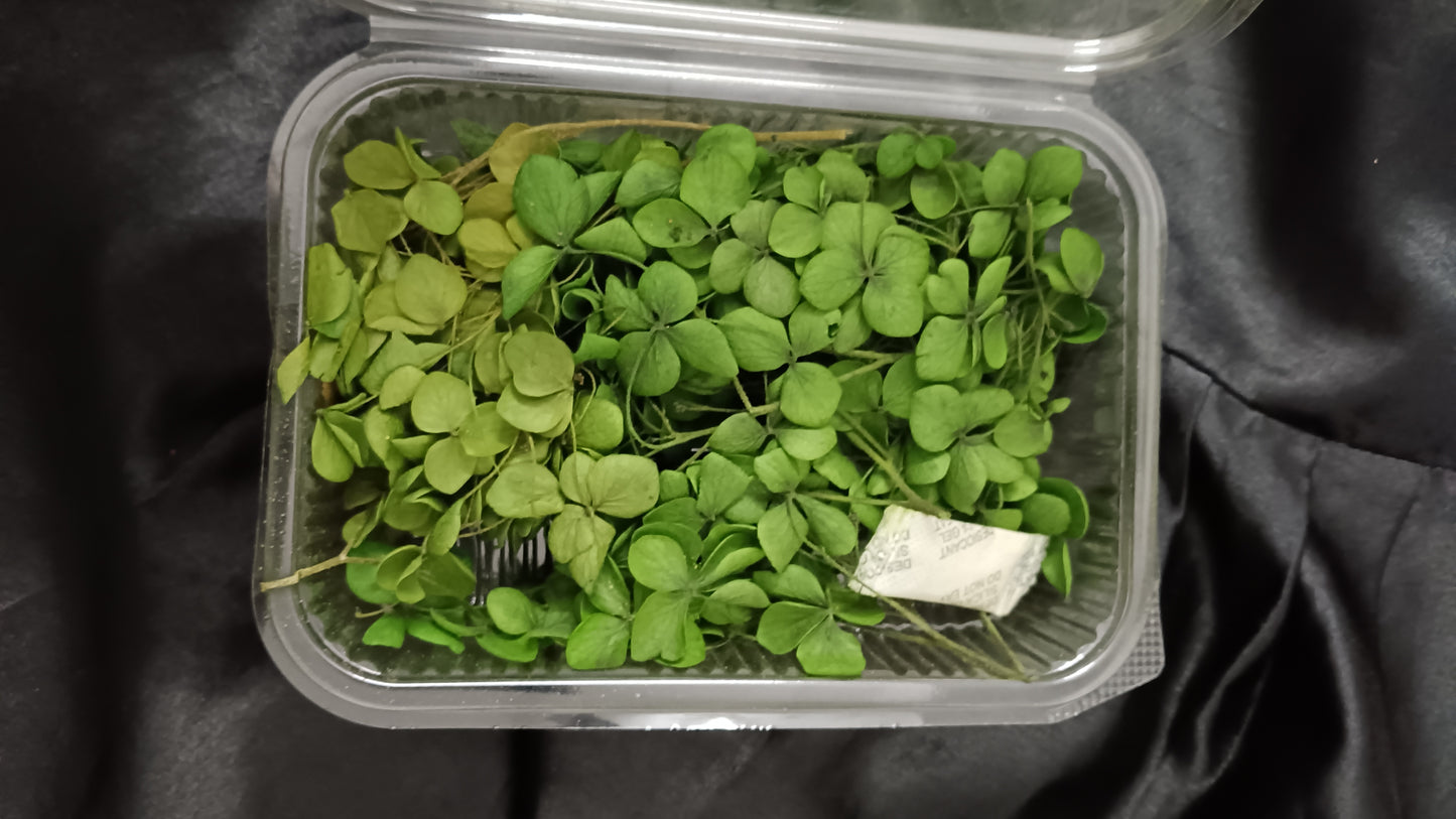 Olive green Hydrangeas box