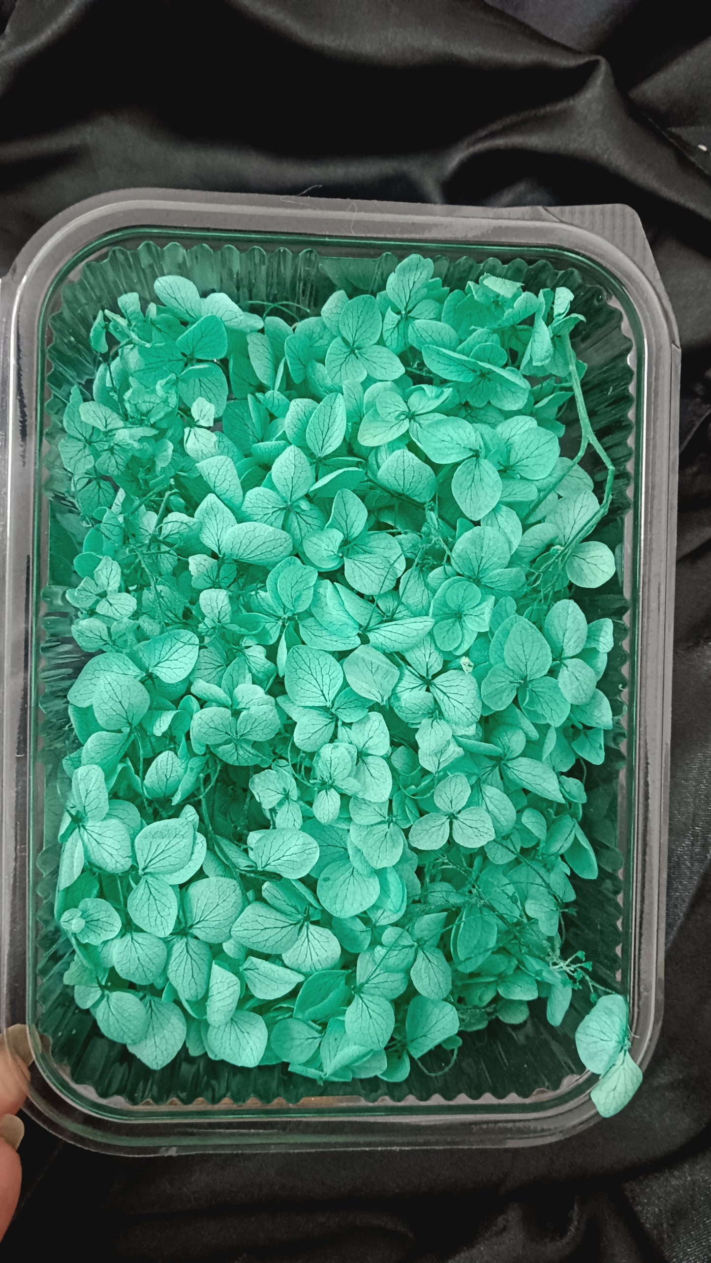 Bright green Hydrangeas box