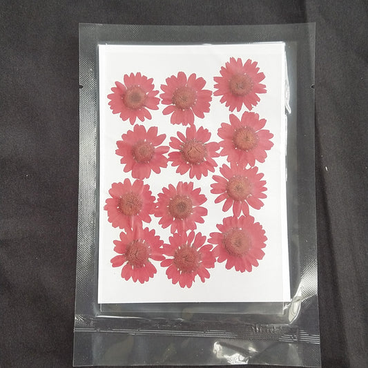Red Dasiy Dried flower