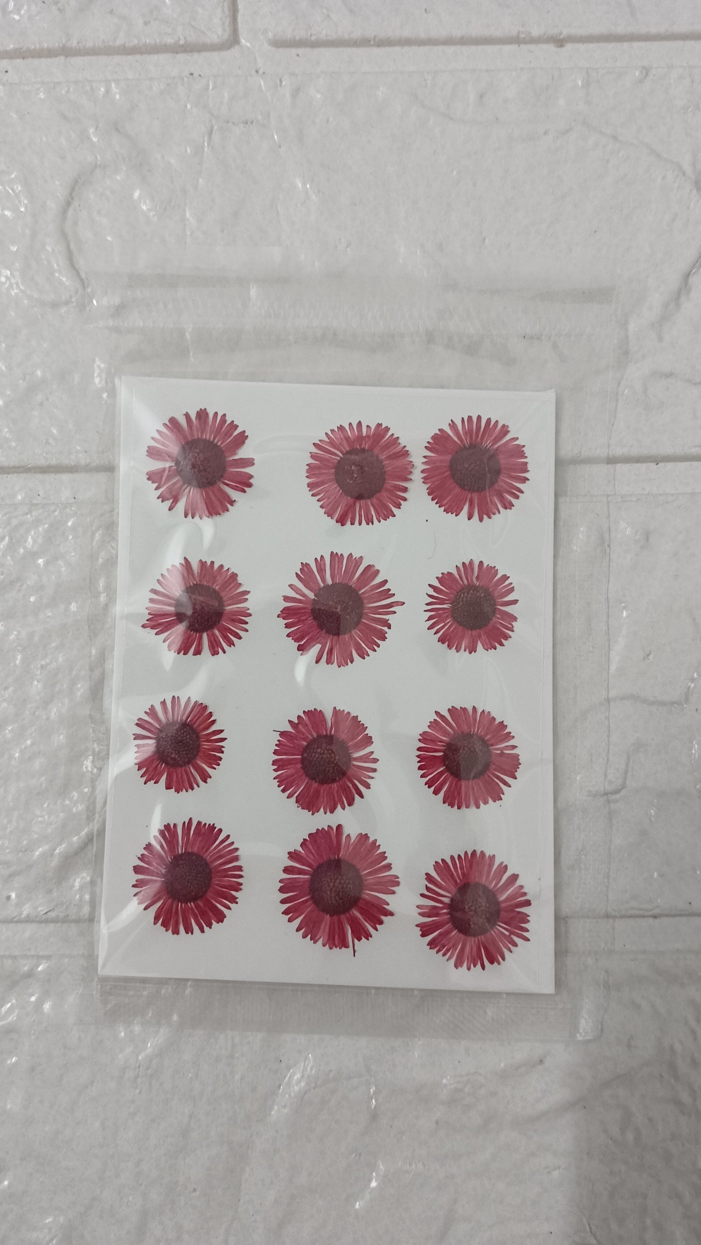 Red Asters