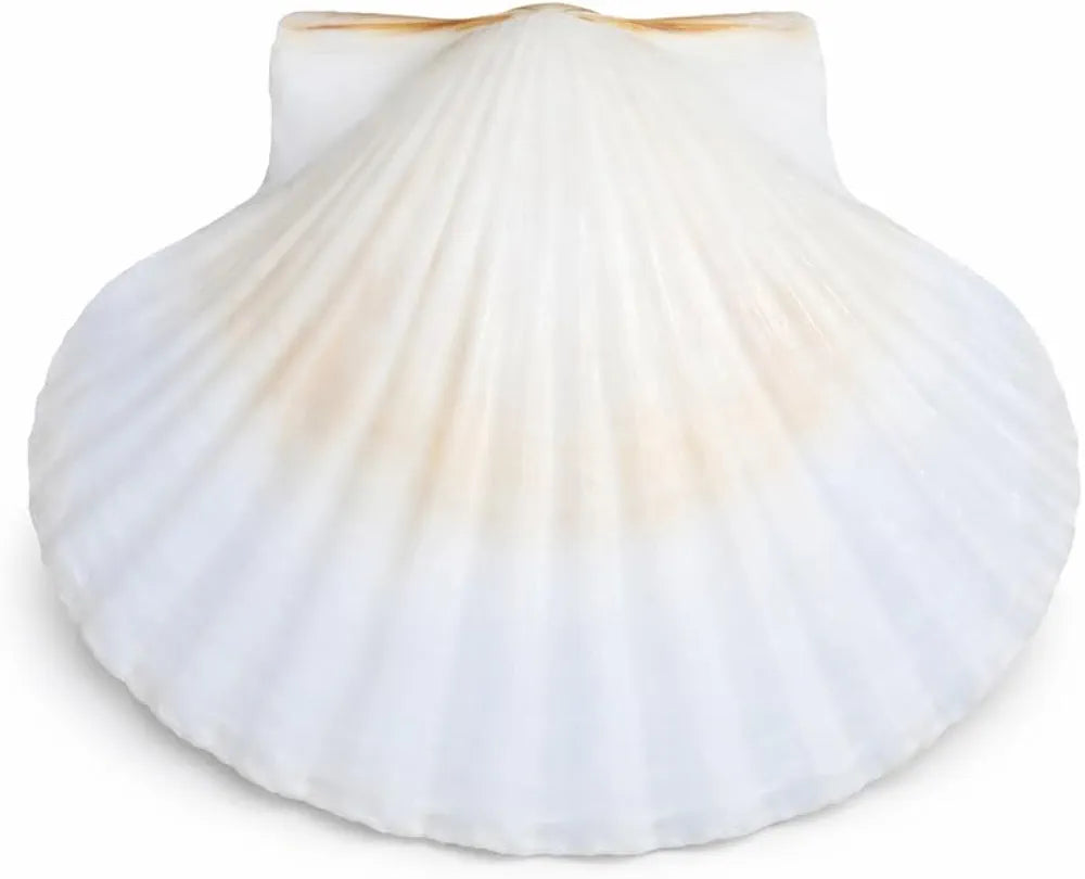 Big Sea shells