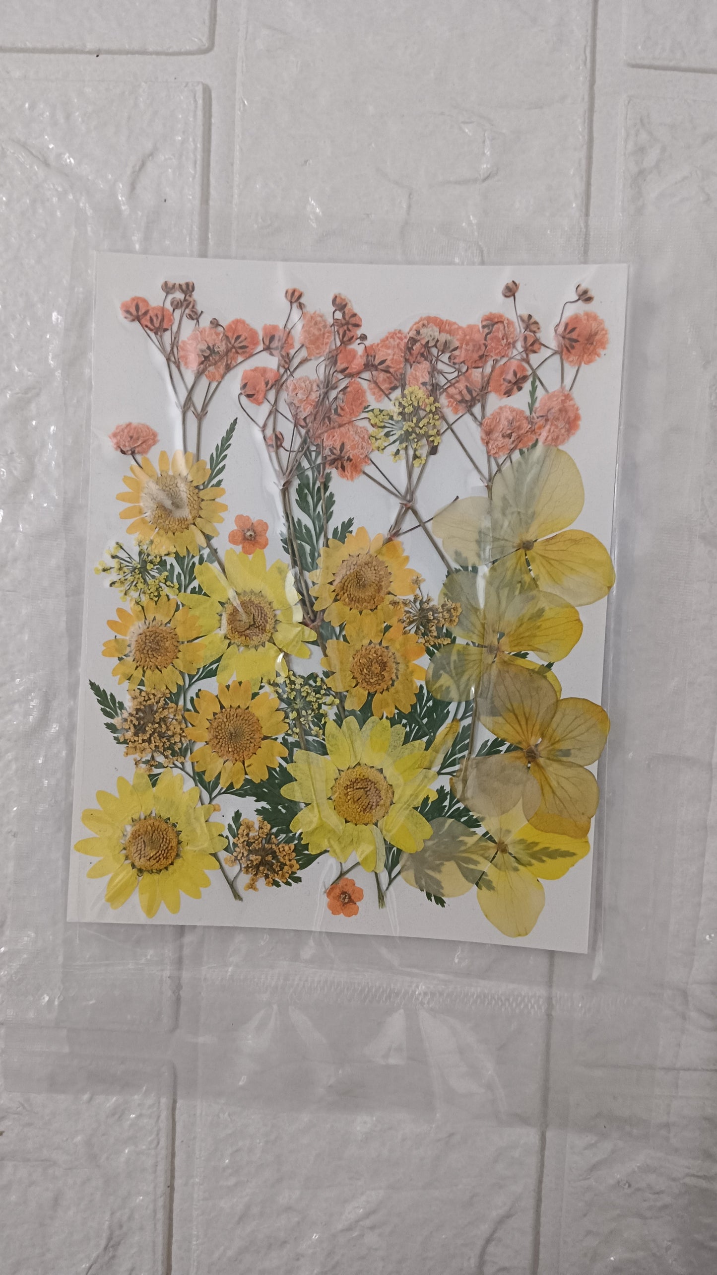 Mixed Dasiy flower pack 5
