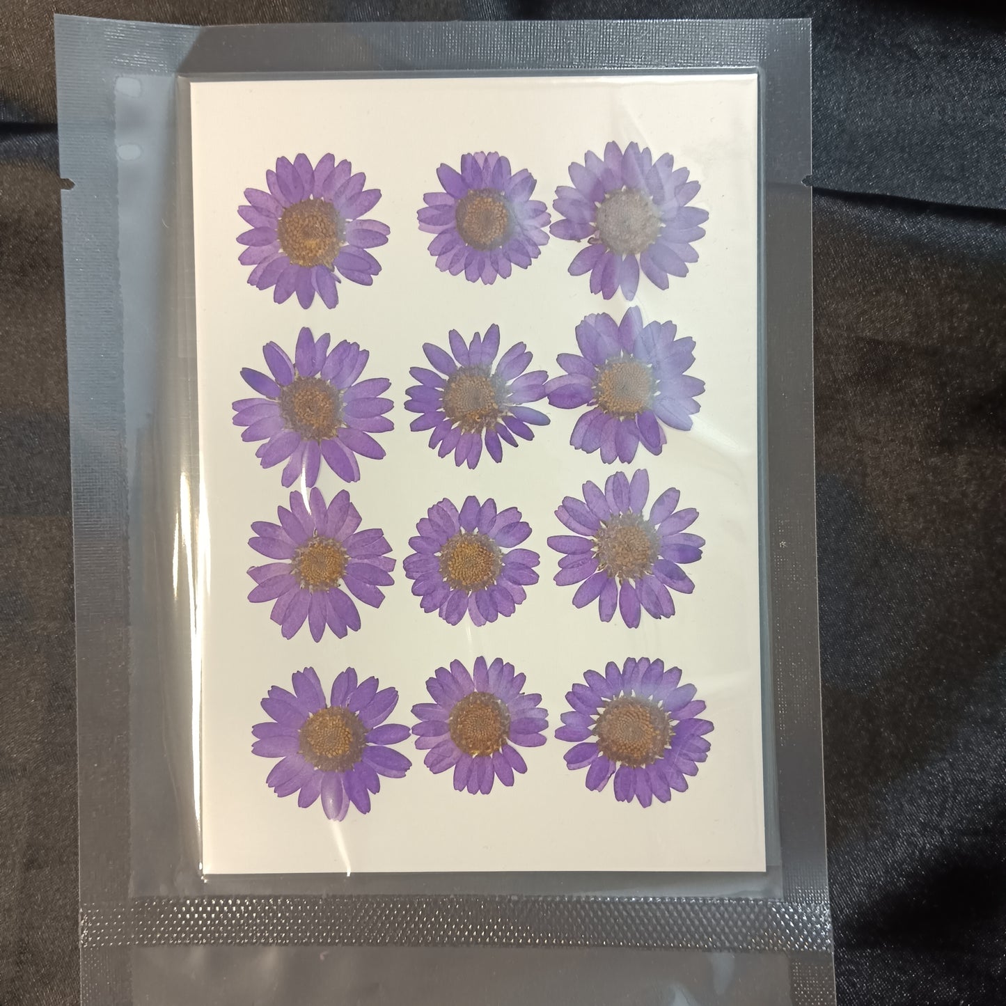 Purple Daisy