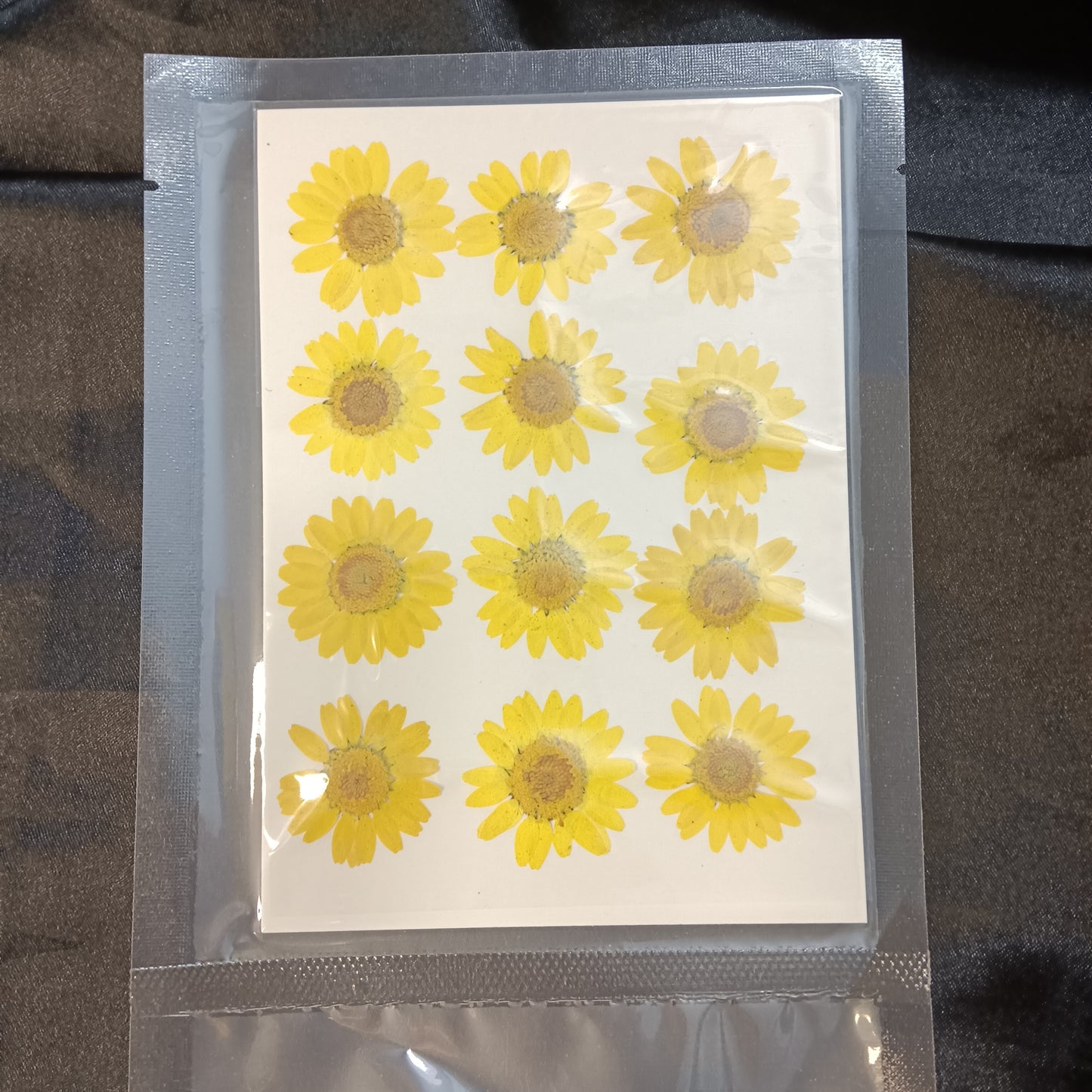 Yellow Daisy