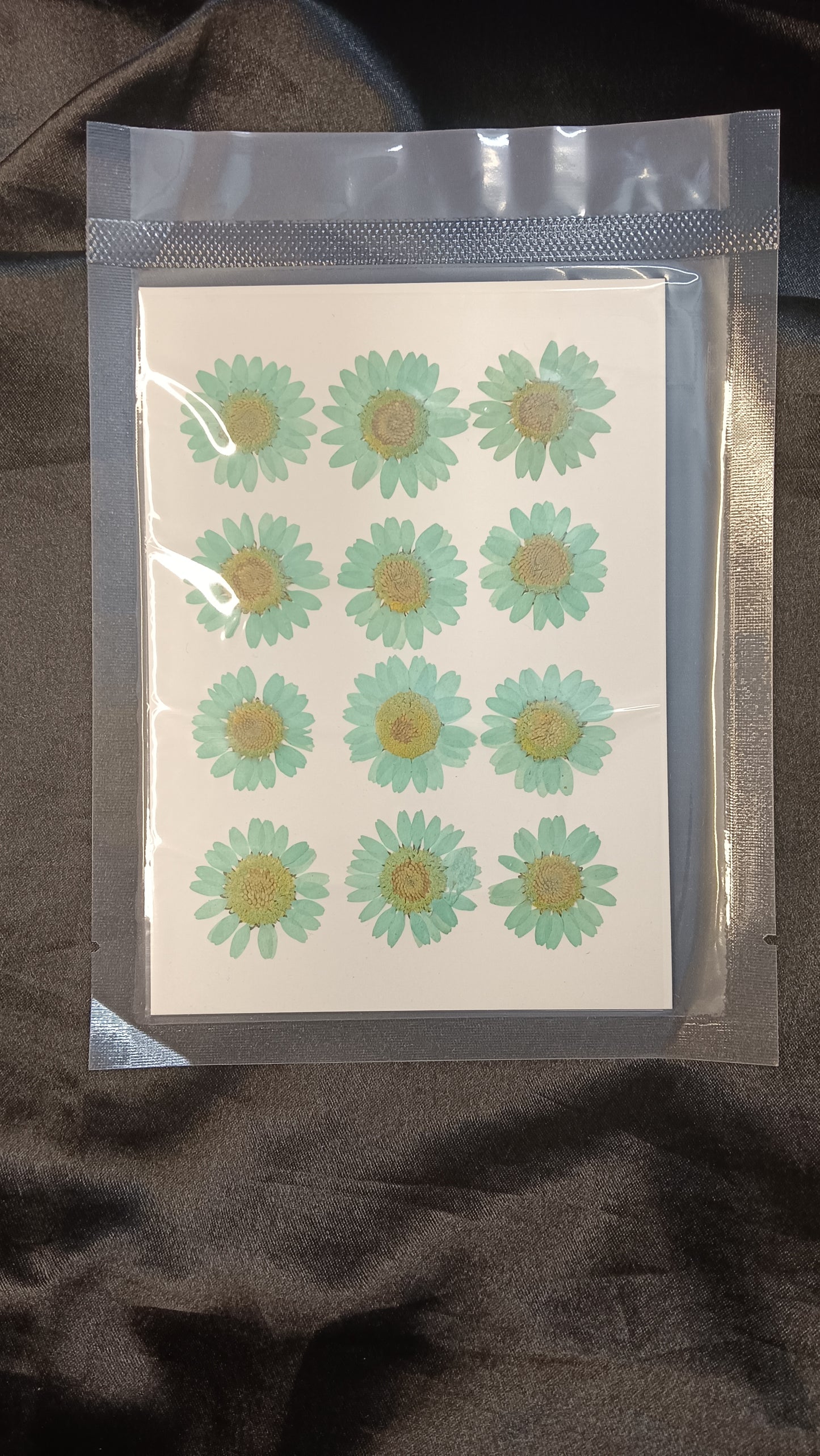 Sea green Daisy