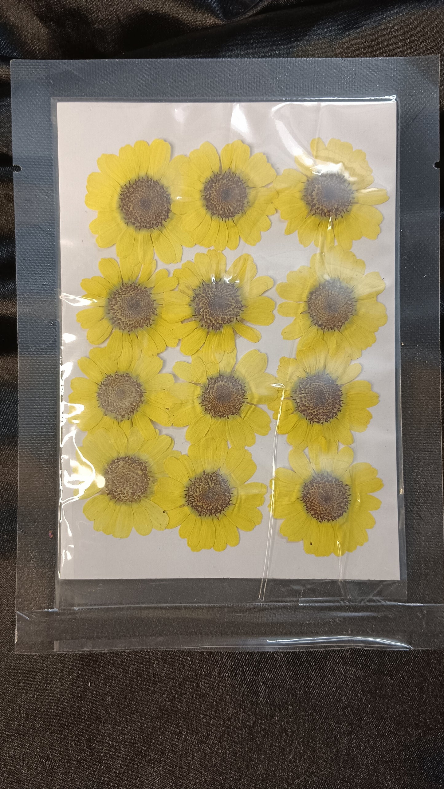 Dried sunflower