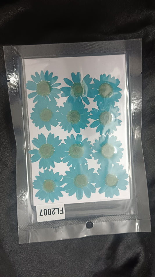 blue daisy