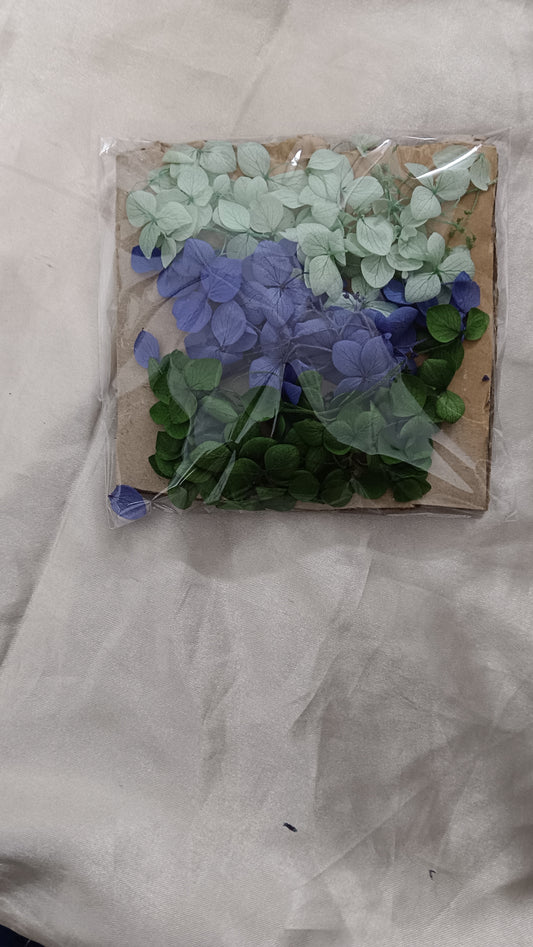 Hydrangea combo 1