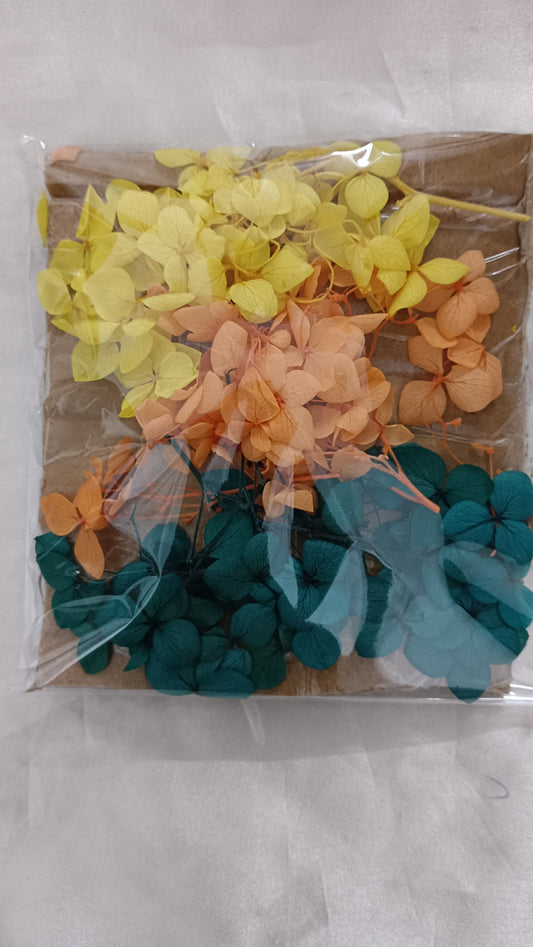 Hydrangea combo 6