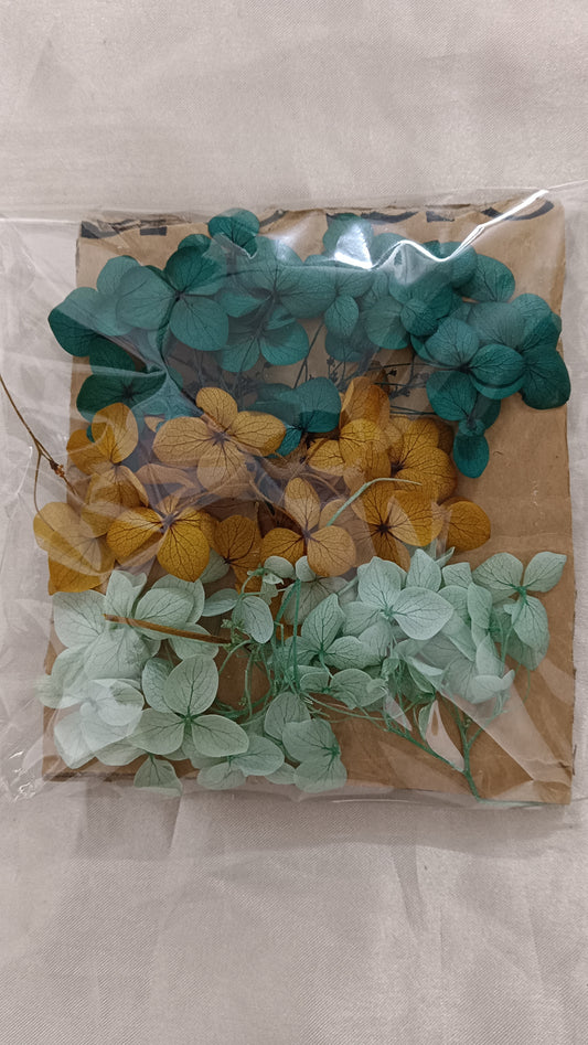 Hydrangea combo 12