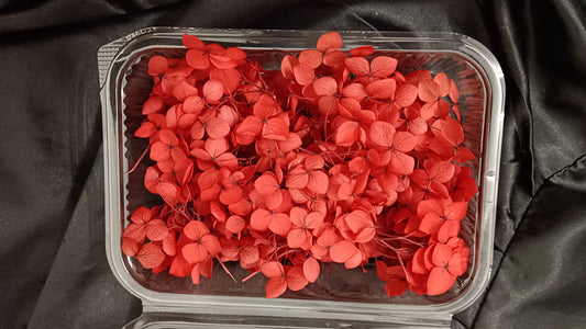 Red Hydrangeas box