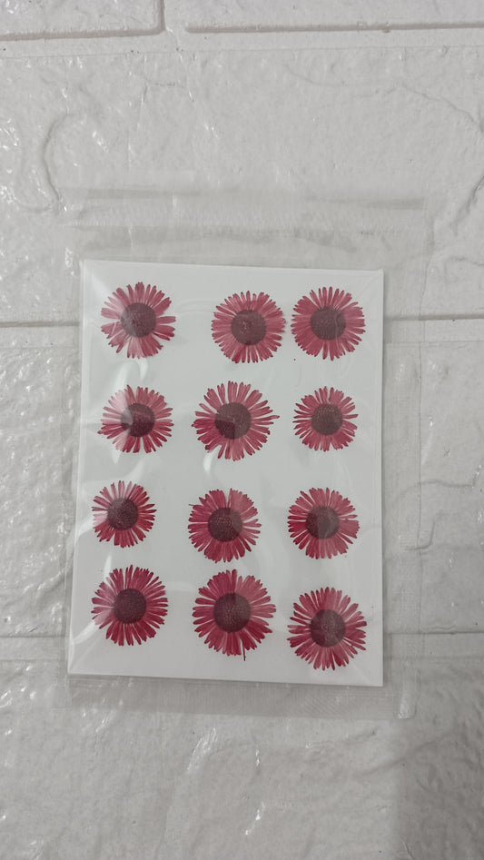 Red Asters