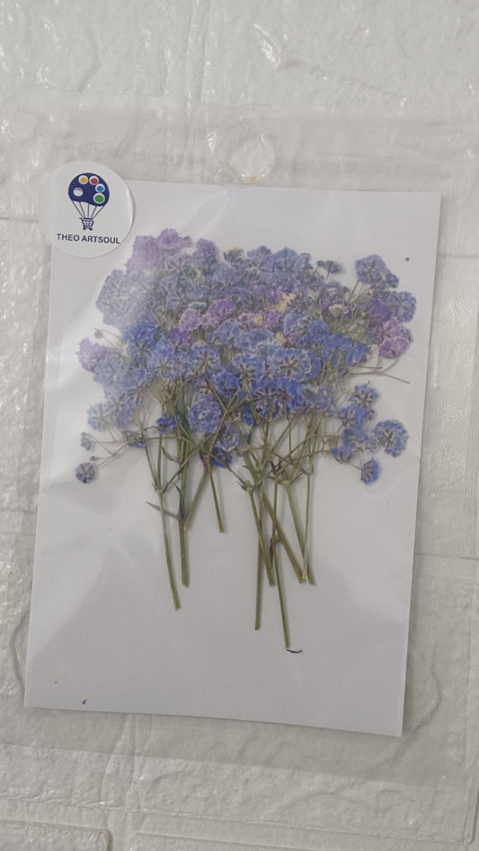 Purple baby breath
