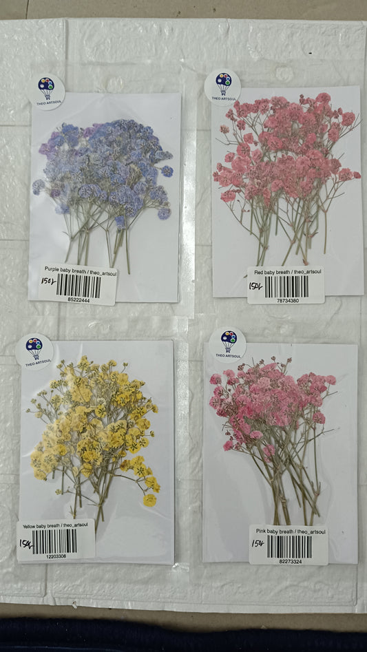 Baby breath pack of 4
