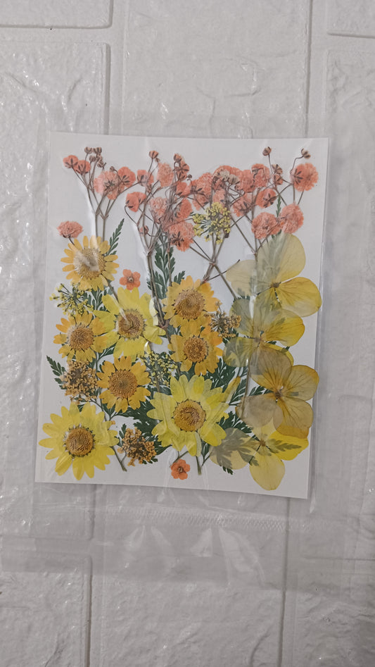 Mixed Dasiy flower pack 5