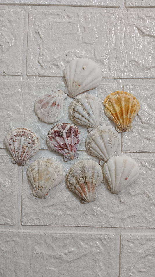 Medium Sea shells
