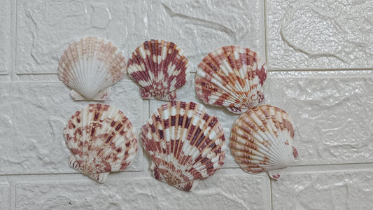 Big Sea shells