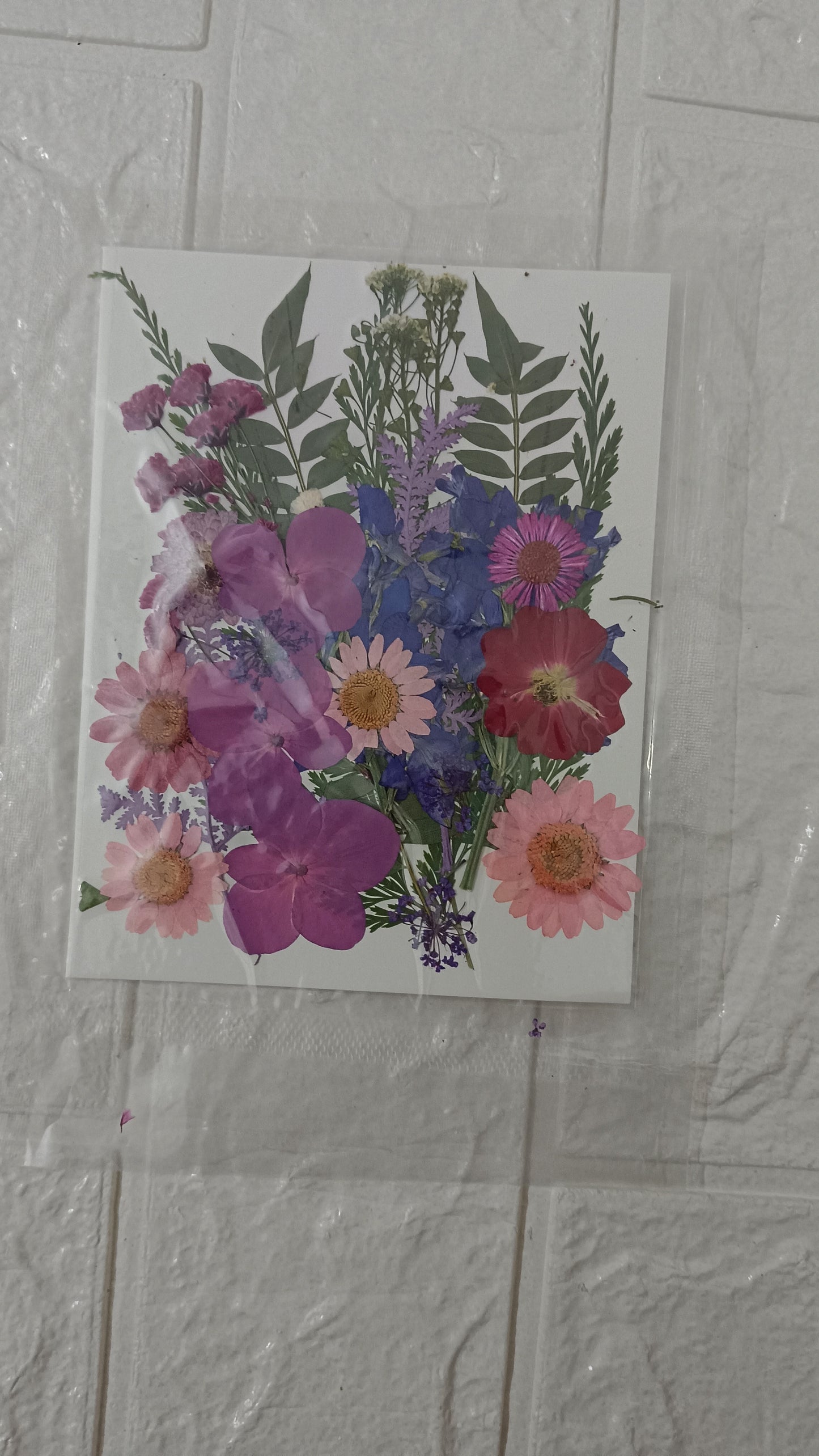 Mixed Dasiy flower pack 4