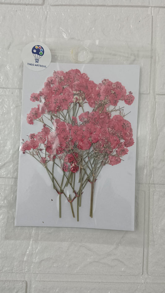 Red baby breath