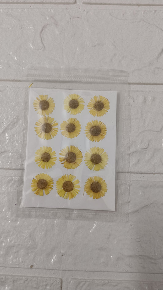 Yellow Asters