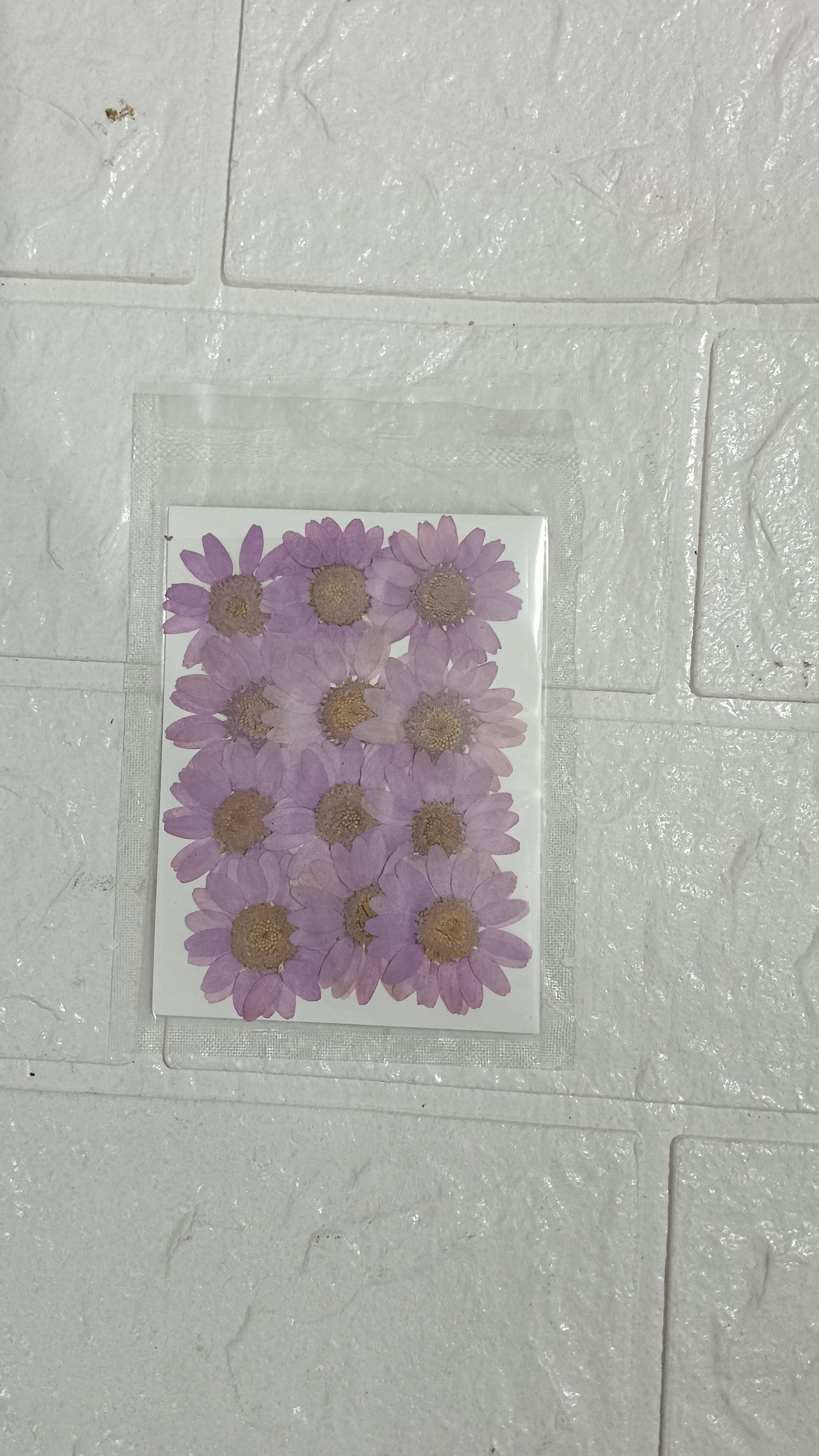 Light Purple Daisy