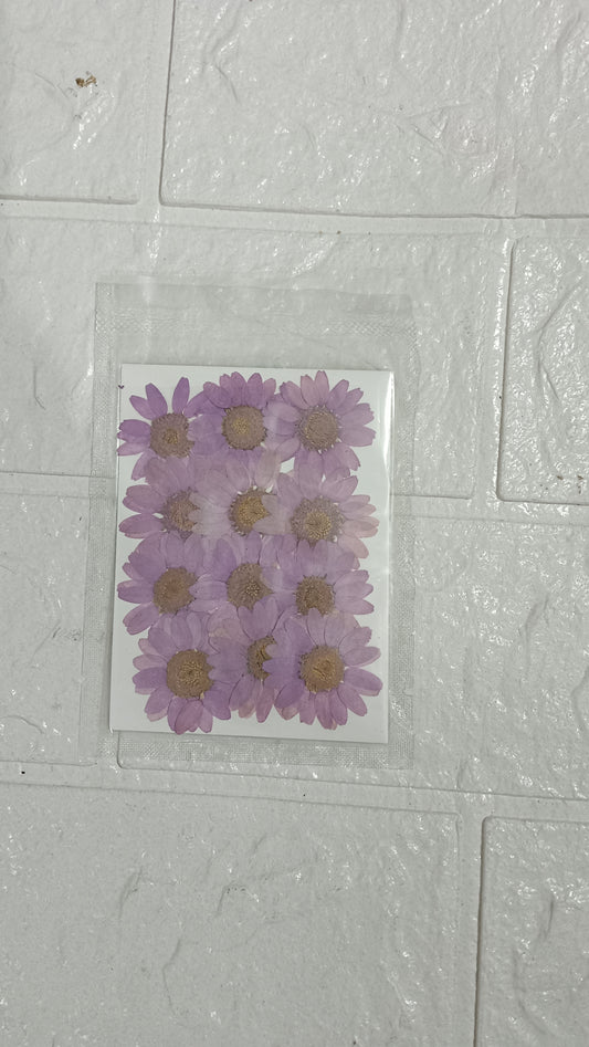Light Purple Daisy